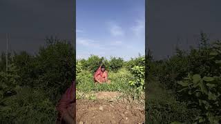 शेतकरी राजा #farming #farmerlife #maharashtrianvlogs #marathivlog #agriculture