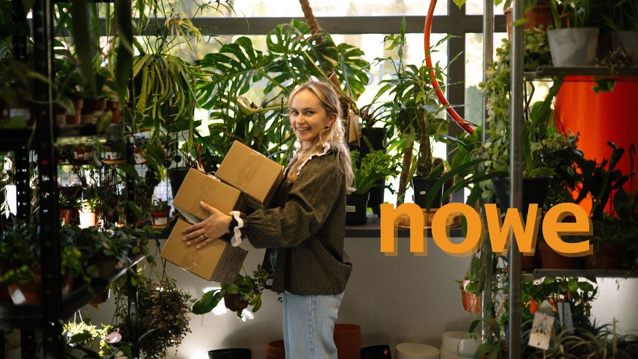 Roślina pająk 🕷️🕷️NOWA DOSTAWA ROŚLIN ✨ psiak w ekipie | Philodendron Billietiae x Atabapoense