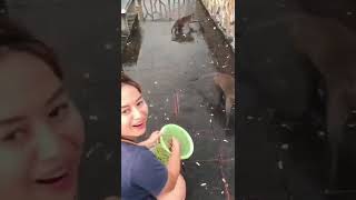 monkey D luffy #funnyanimals #monkeyvideos #viral #onepiece #funny