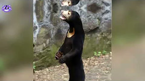 Chinese Zoo Denies their Bear is a guy in costume