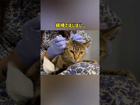 1年ぶりに猫の耳掃除をしたら Shorts Cat 保護猫 猫のいる暮らし 耳垢除去