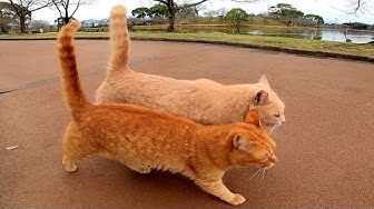 感動猫動画 Youtube