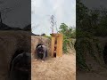 Gorilla Monsters Attack 3 Beautiful Brave Girls And A Young Man