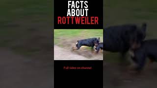 FACTS ABOUT ROTTWEILER #shorts #rottweiler #dog