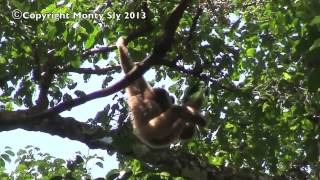 Wild Gibbon Sings