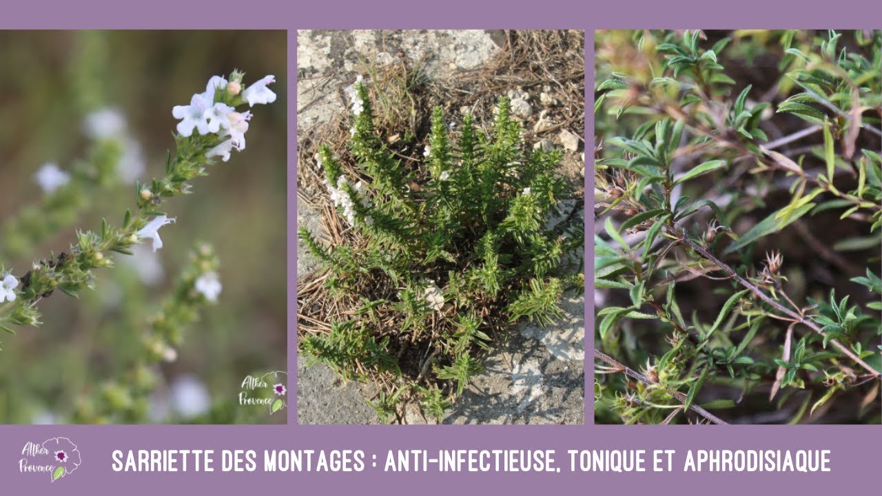 Sarriette des montages : anti-infectieuse, tonique et aphrodisiaque