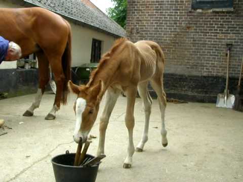 The foal and the farrier...