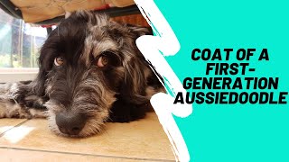 What Kind Of Coat Does A First-Generation Aussiedoodle Have? | Aussiedoodle Coat Explained