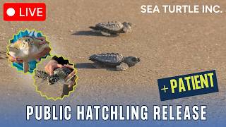 LIVE: Patient and Hatchling Release 7-11-26