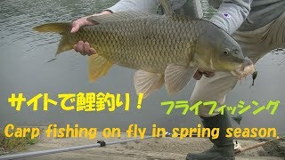 サイトで狙う鯉 フライフィッシング Carp Fishing On Fly Fly Fishing Youtube
