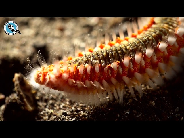 Bart-Feuerborstenwurm auf den Kanaren