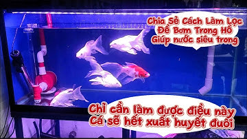 Hồ Cá Chép Sư Tử 200l Đẹp - Cách Giúp Cá Hết Bệnh Xuất Huyết Đuôi Hiệu Quả.Hồ E Cường ở Quận 12.