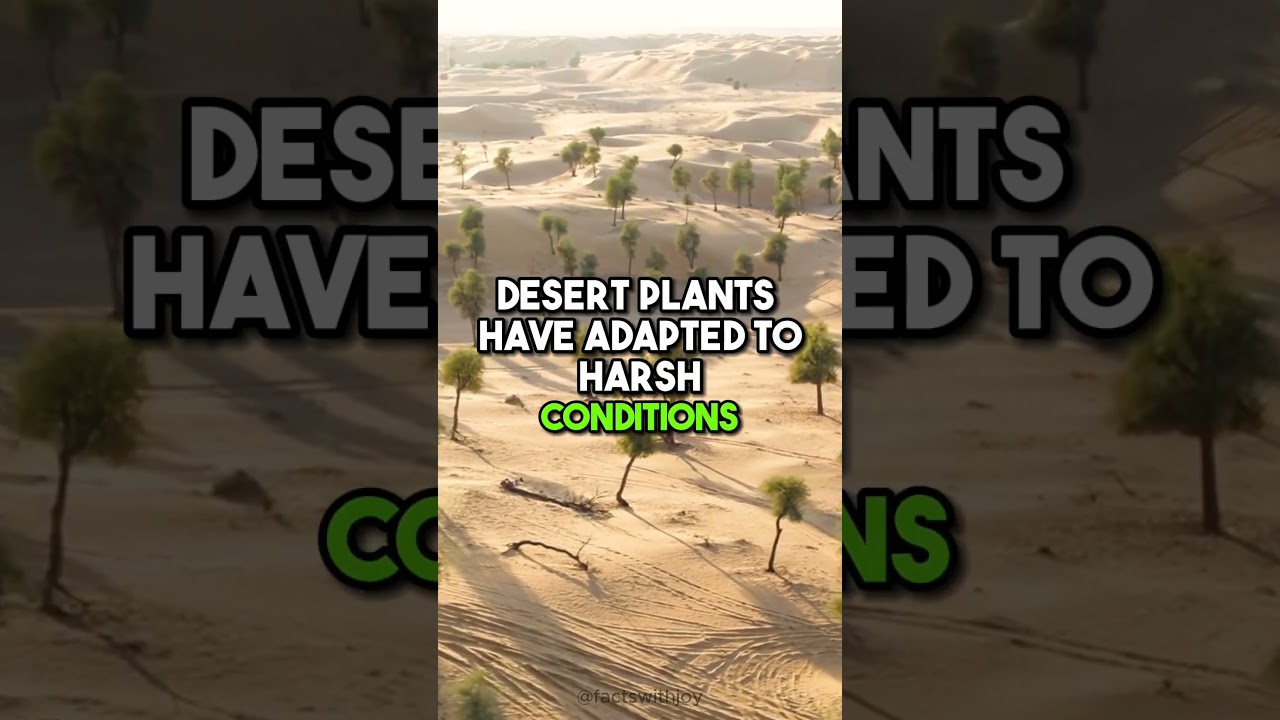 how do Desert plants conserve water?