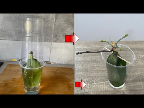 Video: Dracaena beskjæringsveiledning – hvordan og når bør jeg kutte ned en dracaena