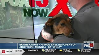 Find your new furry family member at Boone County Animal Shelter