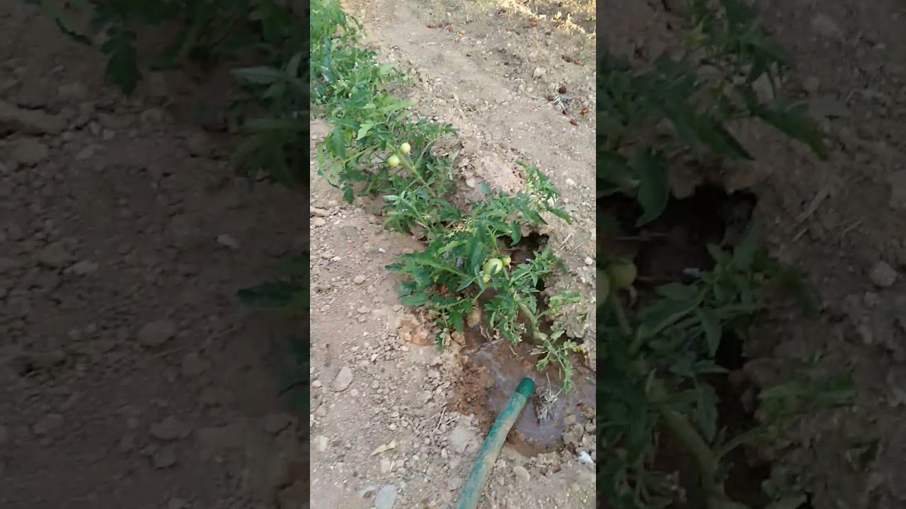 Nasıl Domates Sulanır - YouTube