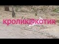 Одеса .Котик випасає криля! Таке ви ще не бачили!