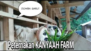 KANYA'AH FARM peternakan domba garut di dusun pakuwon Dharma Kuningan