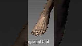 Sculpting Legs and Feet Sculpting Legs and Feet