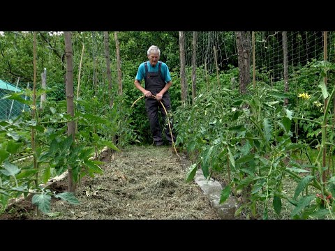 Videó: Tények kerti őszibarack paradicsommal: tippek a kerti őszibarack paradicsom termesztéséhez