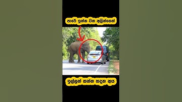 Beware of wild elephants on the road🫣🐘#shorts #shortvideo #elephant #attack #youtube #trending #1m