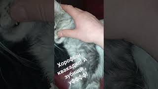 Хорофый квакадил! А зубищи, ауффф!#shorts #рекомендации #котики