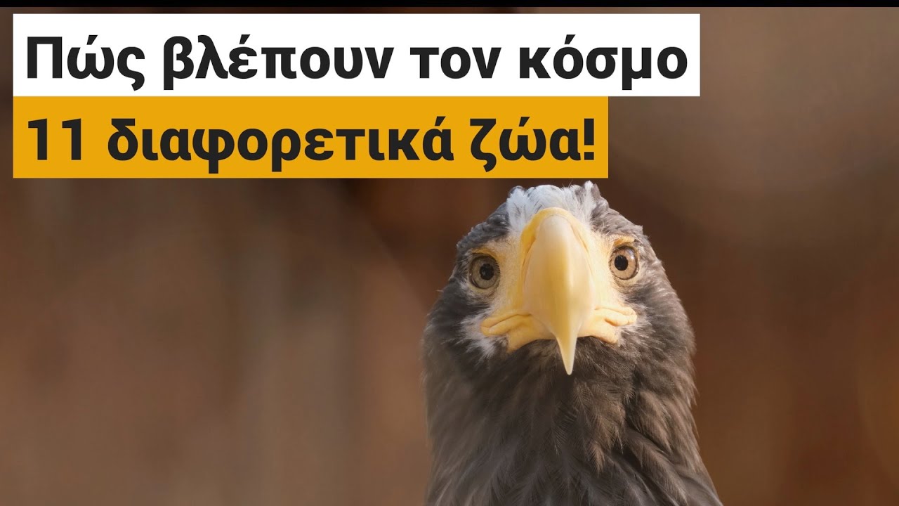 Πώς βλέπουν τον κόσμο 11 διαφορετικά ζώα! (Ελλην.Υπότιτλοι)