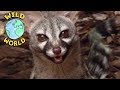 Wild World - Common Genet | ZeeKay