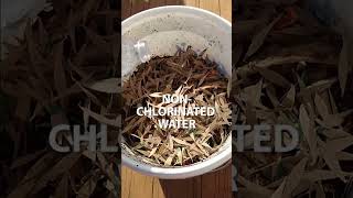 Easy Composting For Beginners #composting #shorts