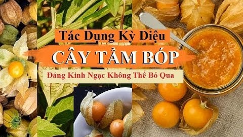 Cây Tầm Bóp Chữa Được Bệnh Gì? Tác Dụng Kỳ Diệu - Đáng Kinh Ngạc Không Thể Bỏ Qua .