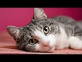 Playlist(cat purring) - Adorable Gray Cat Relaxing 😻