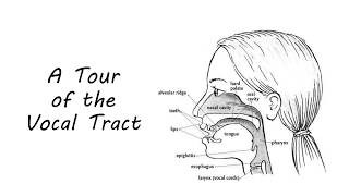 A Tour of the Human Vocal Tract (Language Development 16)