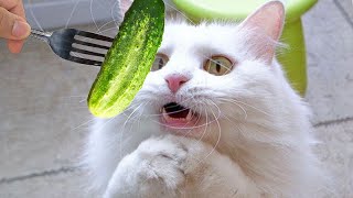 FUNNY VIDEO CATS & DOGS 2024 | BEST VIDEO ANIMALS COMPILATION EP 8