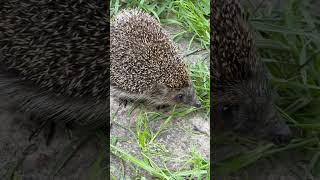 Мой сосед😁 #село #nature #природа #деревня #животные #ёжик