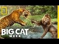 The Future of Big Cats | Future Cat