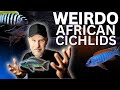 Strange african cichlid behaviors