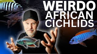 STRANGE African Cichlid Behaviors