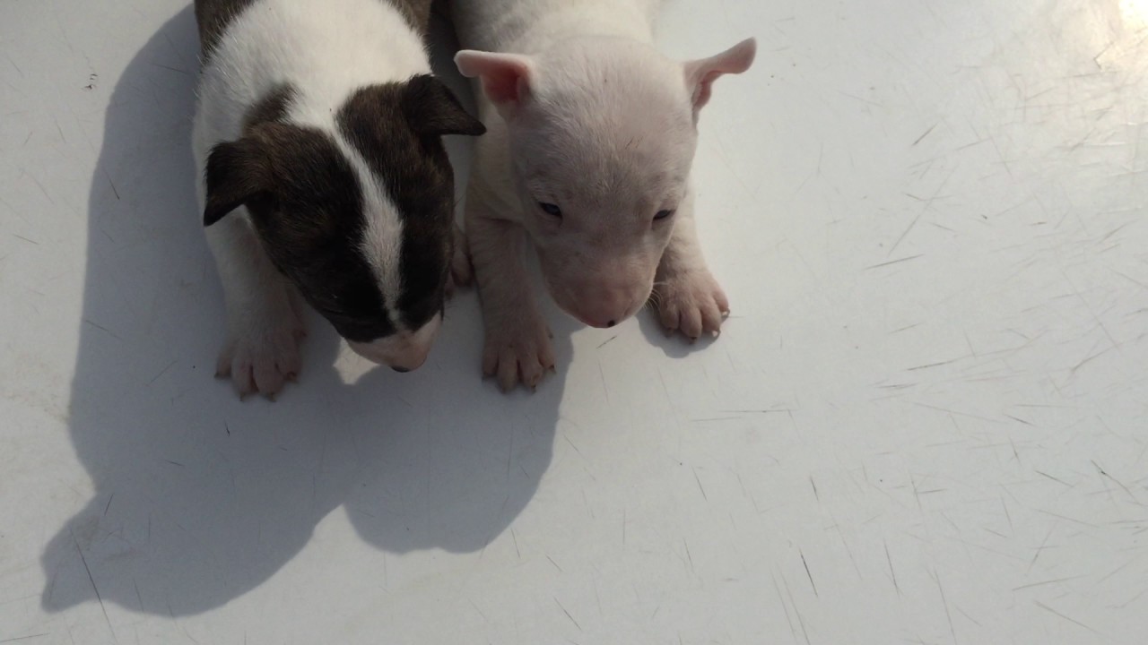Miniature Bull Terrier Puppies For Sale Youtube
