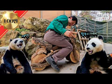 툥가이버의 귀환 (Feat.바오토바이🏍️)｜#판다와쏭 #248