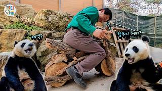 툥가이버의 귀환 (Feat.바오토바이🏍️)｜#판다와쏭 #248 screenshot 4