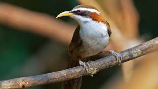 Tiếng chim Họa mi đất mày trắng   White browed Scimitar Babbler, นกระวังไพรปากเหลือง