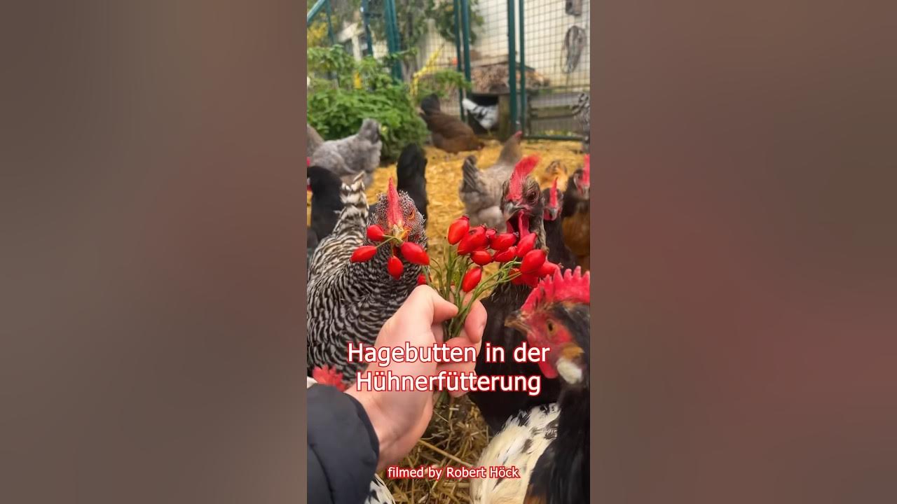 Hagebutten in der Hühnerfütterung sind reich an Vitamin C! Dürfen Hühner Hagebutten fressen? 