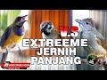 MASTERAN EXTREME CUCAK CUNGKOK VS GEREJA TARUNG TUNGGAL VS KAPAS TEMBAK JERNIH PANJANG JEDA NATURAL