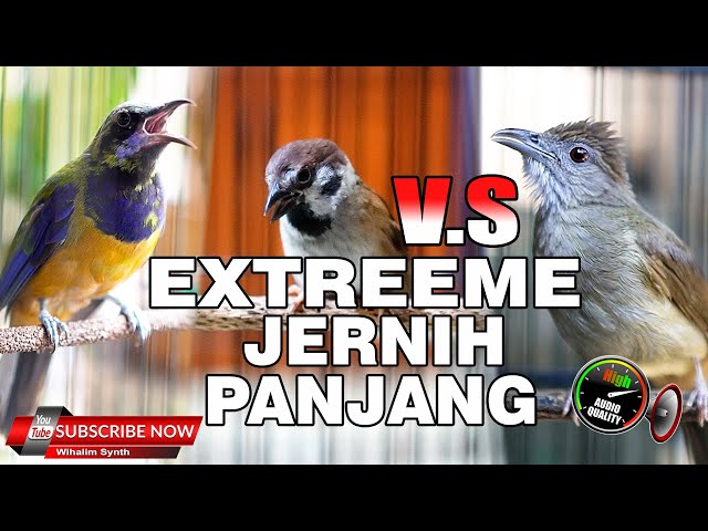 MASTERAN EXTREME CUCAK CUNGKOK VS GEREJA TARUNG TUNGGAL VS KAPAS TEMBAK JERNIH PANJANG JEDA NATURAL class=