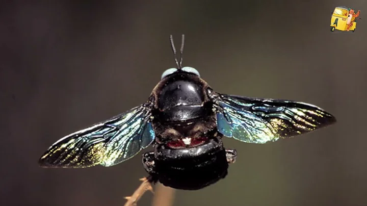 Trailer: Urban wildlife with Karthikeyan Srinivasan