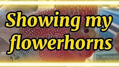 SHOWING MY FLOWERHORNS/ANNI...  LIM