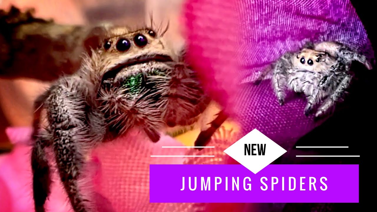 Unboxing More JUMPING SPIDERS! YouTube