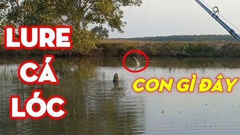Câu lure cá lóc dạo | Quang Hưng Vlog