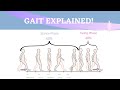 Gait Range of Motion Animation