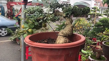 Cây Cần Thăng bon sai ghép cành Quất sai quả độc lạ và khảo giá bon sai mini tại hội chợ Vinhome